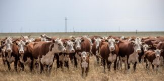 Коровы, сельское хозяйство