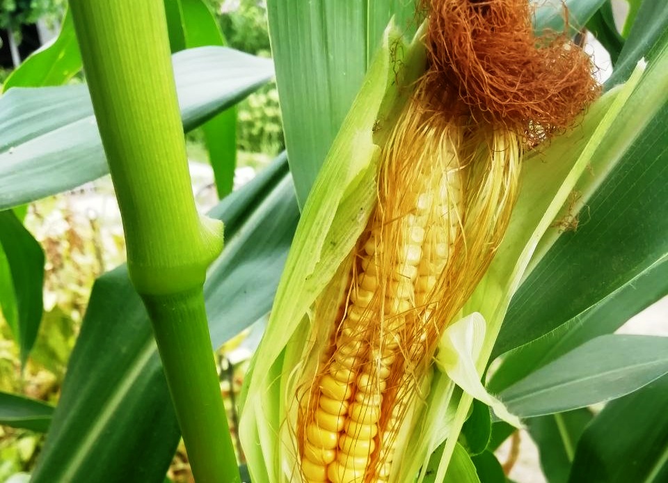 Технологии для урожая кукуруза. Структура урожая кукурузы. Урожай кукурузы в РФ 2023. Урожай кукурузы с 2019 по 2023. Урожайность кукурузы составляет 4 тонны